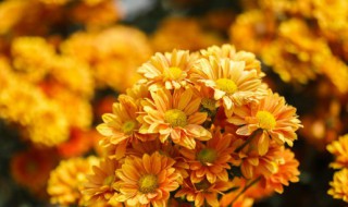 菊花玫瑰花能一起泡吗 菊花玫瑰花能一起泡吗可以美容吗