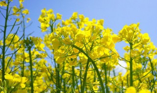 油菜花是什么颜色（春天的油菜花是什么颜色）