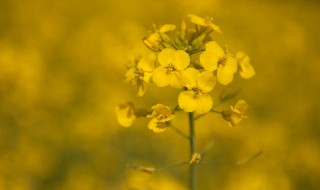 油菜花介绍 油菜花介绍全部