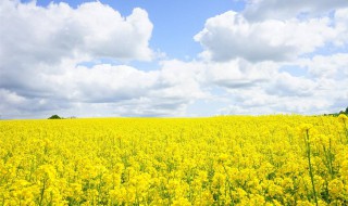 油菜花简介（青海门源油菜花简介）