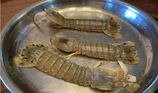 皮皮虾什么季节吃（皮皮虾什么季节吃最肥美）