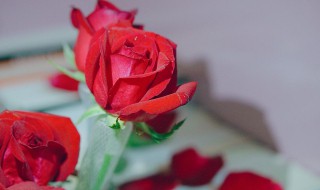 玫瑰花的气味（玫瑰花的气味描写10字）