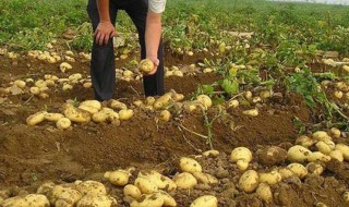 种土豆用什么肥好 种土豆用什么肥好视频