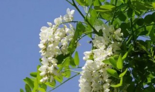 槐花几月开 槐花几月开花阳历