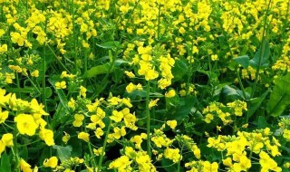 油菜花什么颜色（油菜花什么颜色ABB词）