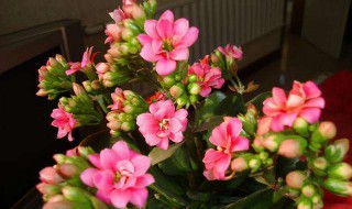 怎样养好长寿花（怎样养好长寿花视频）