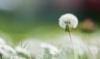 蒲公英是什么季节（蒲公英是什么季节开花的）