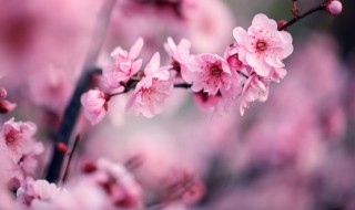 世界上有哪些花（世界上有哪些花 名字）
