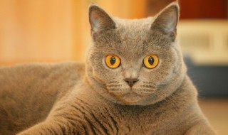 猫咪叫声的含义大全（猫咪叫声的含义大全视频）