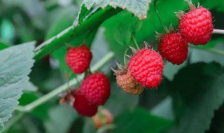 树莓和覆盆子的区别(树莓和覆盆子的区别图片)