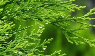 侧柏叶真的可以生发吗 侧柏叶能生发吗,用它洗发可能真有效!