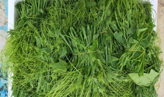 龙须菜热量（白色龙须菜热量）