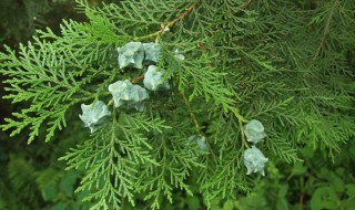 侧柏叶生发偏方 侧柏叶生发偏方大全