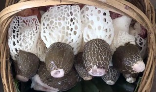 竹笙和竹荪的区别 竹笙和竹荪的区别图片