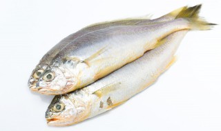 大黄鱼和小黄鱼的区别 黄金大黄鱼和小黄鱼的区别