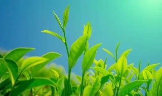 茶叶种类大全（茶叶种类大全,你想知道的都在这里!）