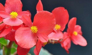 冬季室内适合养什么花 北方冬季室内适合养什么花