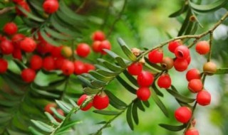 红豆杉适合室内养吗（红豆杉适合室内养吗风水）