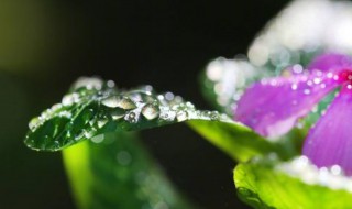 白露凉快了吗（白露就凉快了吗）