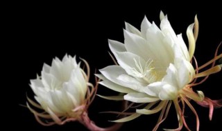 白露节气代表性植物 白露节气代表性植物图片