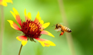 驱赶蜜蜂的最佳办法 驱赶蜜蜂的最佳办法?蜜蜂的天敌是什么
