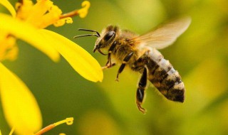 蜜蜂最怕什么味道会跑 蜜蜂最怕什么味道会跑快