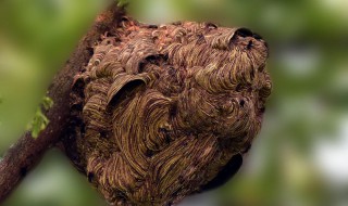 马蜂最简单的驱赶方法 马蜂最简单的驱赶方法是什么