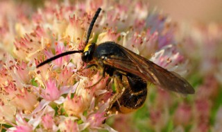 马蜂入宅预兆（马蜂入宅预兆吉凶）