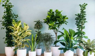 室内适合养什么花或植物 室内适合养什么植物和花
