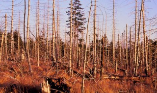 酸雨的危害 酸雨的危害图片