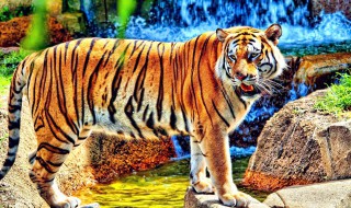 万兽之王是谁 你们知道谁是万兽之王吗