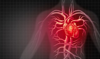 心脏在哪边左还是右（心脏在哪一边左边还是右边）