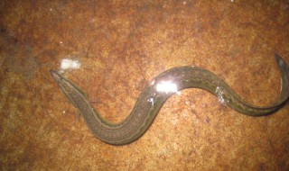 泥鳅怎么养 泥鳅怎么养吃什么