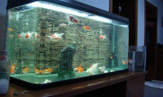 鱼缸摆放风水（家庭养鱼鱼缸摆放风水）