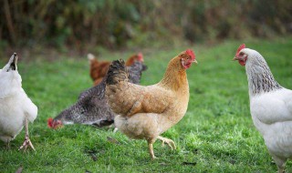 养鸡技术资料（养鸡技术资料及用药视频）