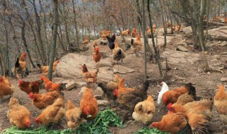 柴鸡的养殖方法 柴鸡的养殖技术