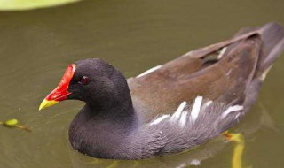 黑水鸡养殖方法（黑水鸡养殖方法视频）