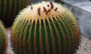 金虎仙人球怎么养（金虎仙人球怎么养大）