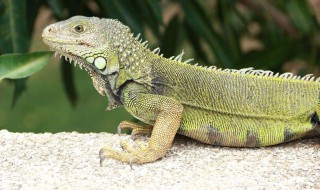 绿鬣蜥怎么养 绿鬣蜥怎么养才好