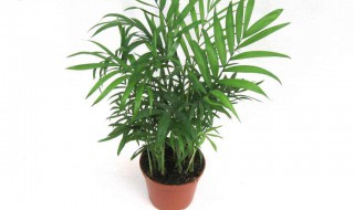 适合室内的植物 适合室内的植物有哪些