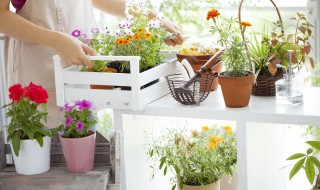 适合室内养的花（无毒适合室内养的花）