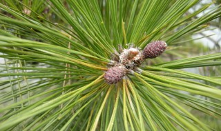 松树叶的作用 松树叶的作用就是松树籽的作用