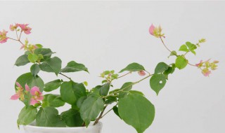 三角梅如何换花盆 三角梅如何换花盆视频