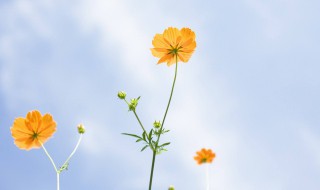 好听的外国名字大全 好听的外国名字大全女生