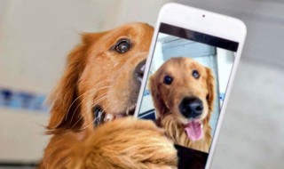 舔狗是什么意思是什么（什么叫舔狗是什么意思）