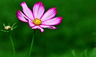 格桑花的祝福 格桑花的祝福舞蹈音乐