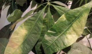 发财树黄叶子怎么办（发财树黄叶子怎么办?）