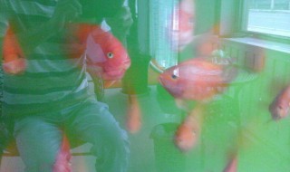 高锰酸钾给鱼消毒方法 高锰酸钾给鱼消毒方法是什么