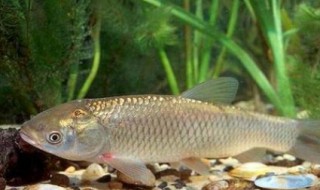 怎样钓到草鱼 怎样钓草鱼?