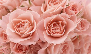 教师节送什么花给老师（教师节送什么花给老师最好看）